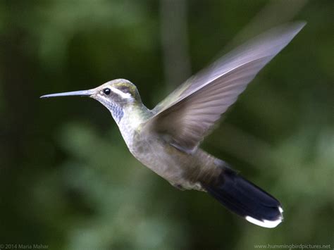 Blue-throated Hummingbird