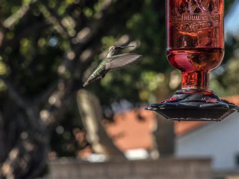 Hummingbird Flying Free Stock Photo - Public Domain Pictures