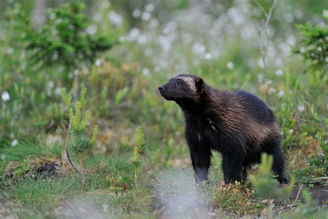 Wild animals in Sweden and where to see them — WildSweden - wildlife ...