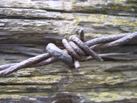 Barb Wire Free Stock Photo - Public Domain Pictures