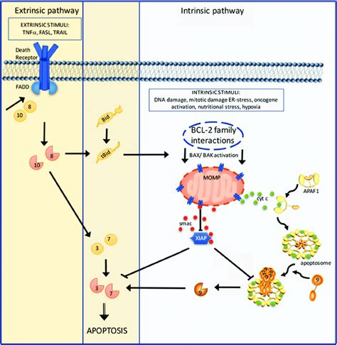 Extrinsic Pathway Apoptosis