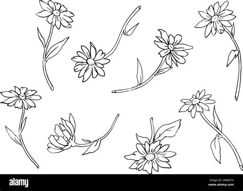 Set of chamomile flowers with leaves. Monochrome graphic line drawing. Vector image. Drawing by ...