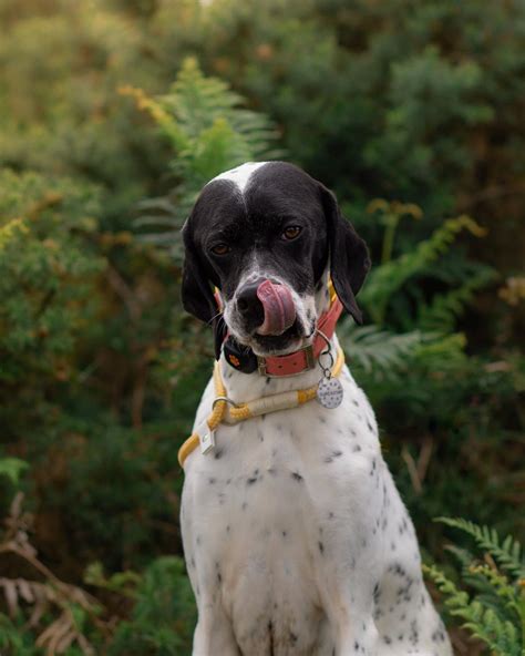 15 Interesting Facts About English Pointer - Page 2 of 5 - The Dogman