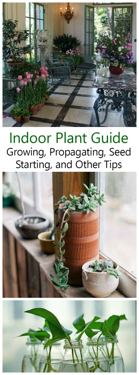 Growing Indoor Plants - A Guide to Choosing and Growing Plants Inside