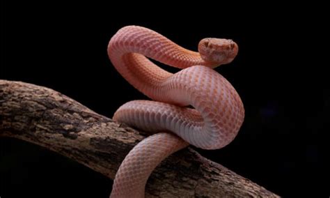 Discover 20 Incredible Red Snakes (7 Are Venomous!) - A-Z Animals