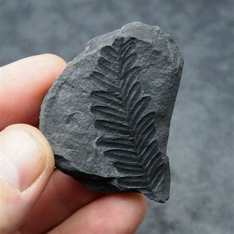 Fossil Plant Pecopteris polymorpha Carboniferous Fosilies France ...