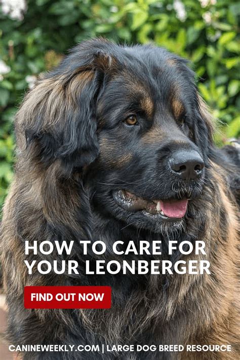 Leonberger Dog Breeds: Size, Pictures, Health & More [Owner's Guide] | Leonberger dog, Dogs, Dog ...