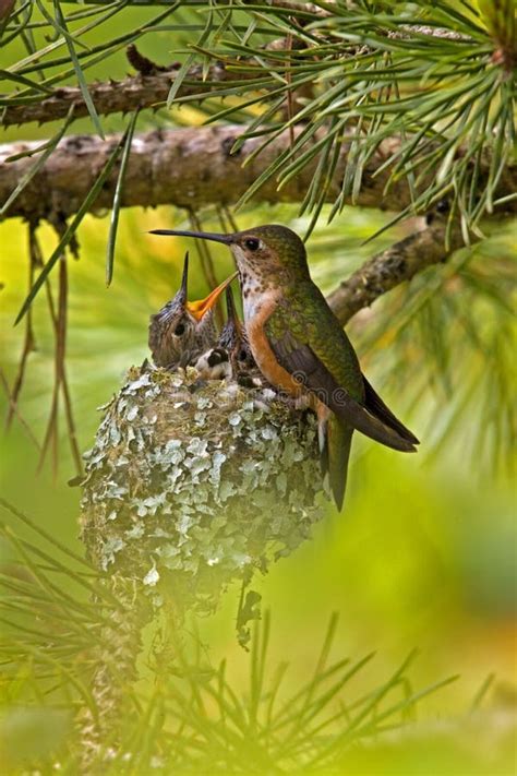 Rufous Hummingbird at Nest with Young Stock Photo - Image of hummingbird, young: 41834862