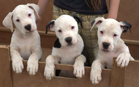 molosser dogs — Scott type American bulldog puppies…