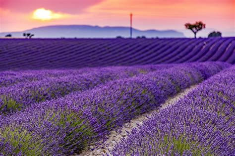 Growing Lavender - Lavender Plant