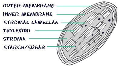 Animal Cell Chloroplast