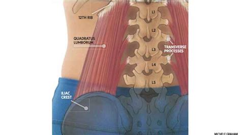 Does Your Quadratus Lumborum Need to be Stretched? - Clearview Chiropractic