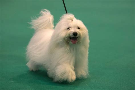 10 Royal Dog Breeds That Are Totally Cute & Loyal