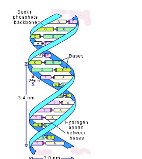 Dna Double Helix Diagram Hydrogen Bonds - vrogue.co