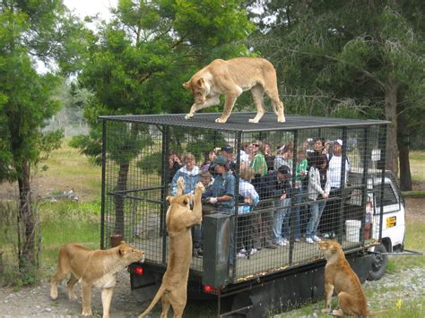 File:Orana Wildlife Park feeding lions.jpg - Wikipedia