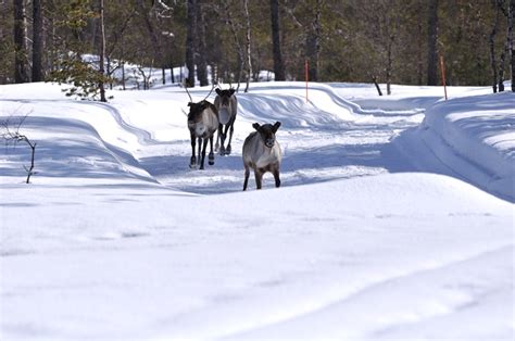 Lappish element. Reindeer. Saariselkä, Lapland April 2012. | Lapland ...