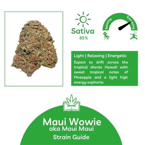 Maui Wowie Strain (aka Maui Waui) | Effects and Flavours | CBDbible