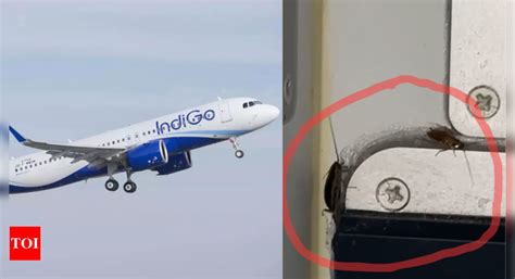 Indigo passenger finds cockroaches in food area of flight; airline ...