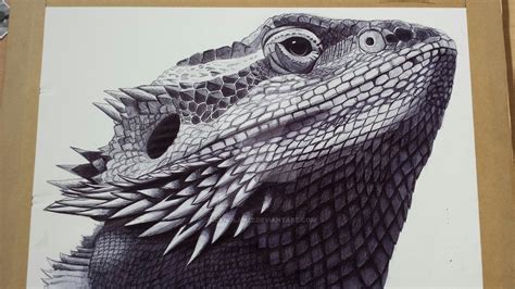 Bearded Dragon Drawing at GetDrawings | Free download