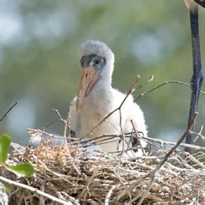 Wood Stork Nesting Habits - Avian Report