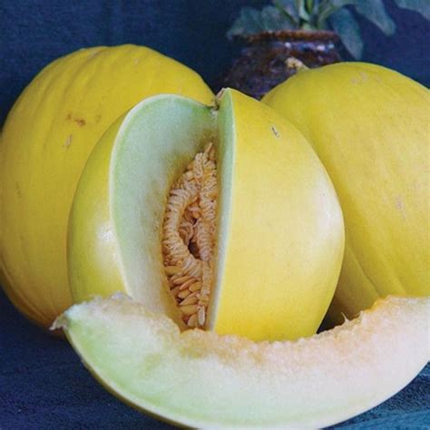 Canary Melon Seeds - Etsy