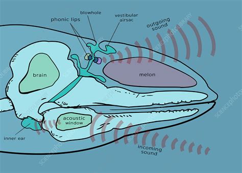 Inner Anatomy of a Porpoise - Stock Image - C043/7963 - Science Photo Library