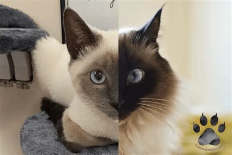 Balinese vs. Siamese Cats: 7 Differences and Similarities