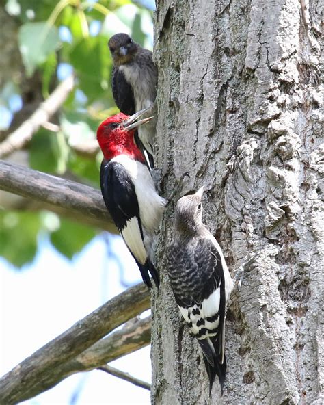 Red-headed woodpecker,Rondeau Provincial Park, August 21, 2016