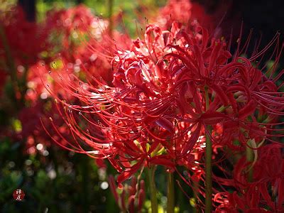 FROM THE GARDEN OF ZEN: Higan-bana (Lycoris radiata) flowers in Engaku-ji temple