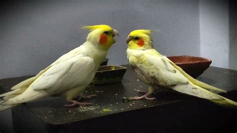 My Cockatiels!! Just ️ Love ️ and Care 😘🥰 - YouTube