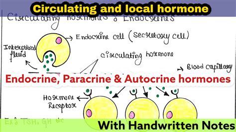 Circulating and local hormone | Endocrine, Paracrine, Autocrine hormones - YouTube