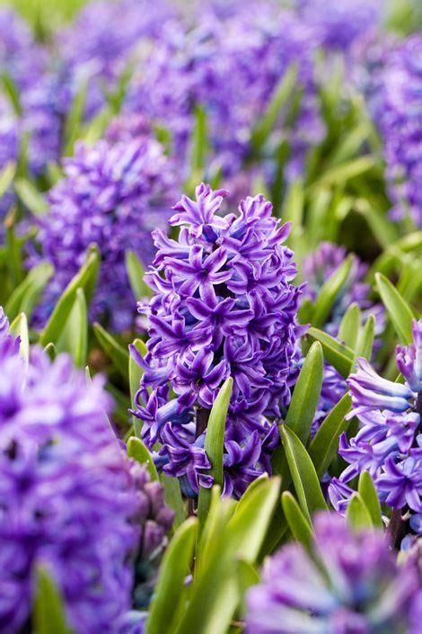 Purple Hyacinths for the Garden | Purple flowers garden, Purple spring ...