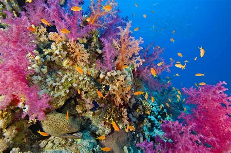 Caribbean Coral Reefs - Endangered Coral Reefs!