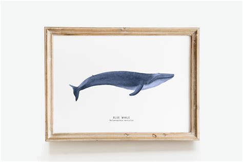 Blue Whale wall art Whale wall decor Blue whale fine art | Etsy