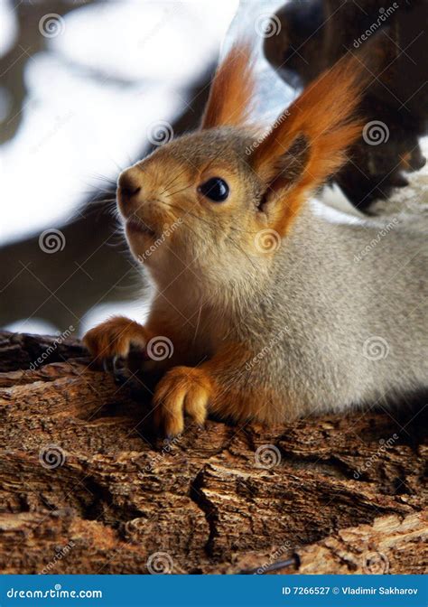 Squirrel Poop Stock Photos - Free & Royalty-Free Stock Photos from ...