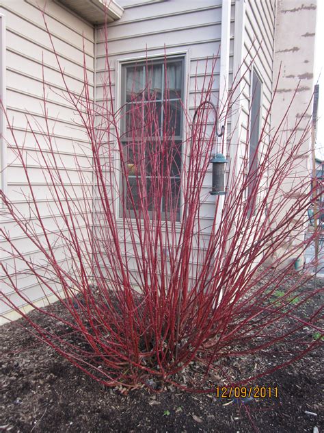 Red Twig Dogwood