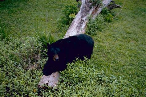 Free picture: louisiana, black bear