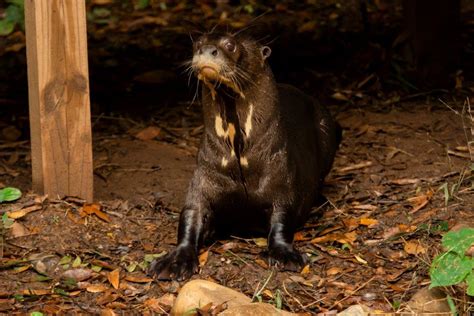 Zoo Atlanta welcomes new female giant otter - Zoo Atlanta