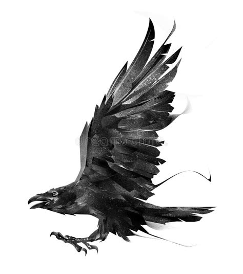 Raven Bird Drawing