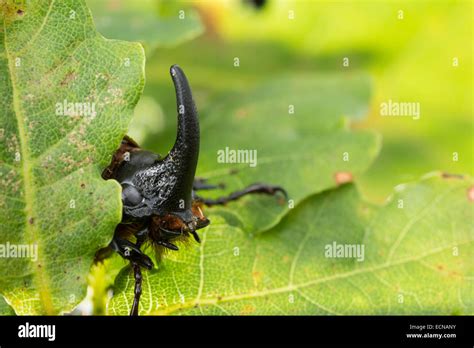 Rhinoceros beetle hi-res stock photography and images - Alamy