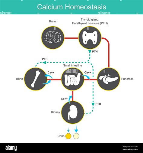 Calcium Homeostasis. Diagram for learning calcium levels in blood human ...