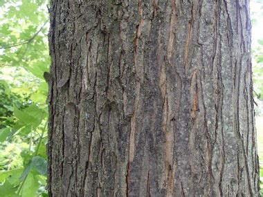 Red Maple: Identification, Leaves, Bark & Habitat | Acer rubrum