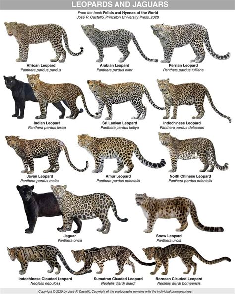 Leopards and jaguars : r/coolguides