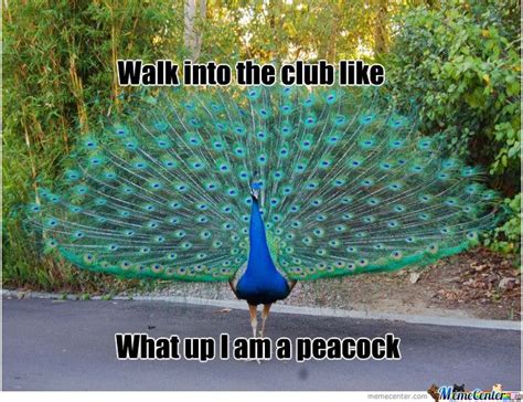 I Am A Peacock by TingTinger - Meme Center | Peacock images, Female peacock, Peacock pictures