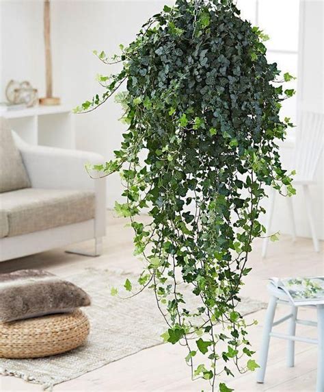 Hanging English Ivy | Plants for hanging baskets, Best indoor hanging ...