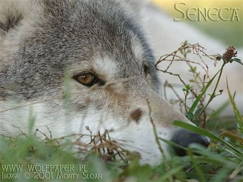 Wolf Pictures :: Seneca Laying Flat In Grass | Wolf pictures, Wolf, Mystical wolf