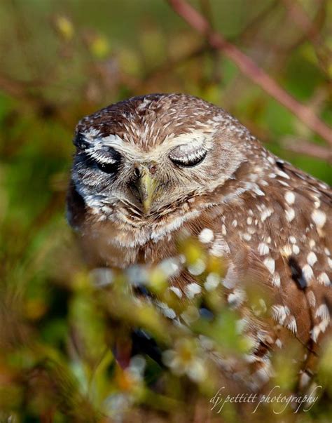 Burrowing Owl, Florida | Photography | Pinterest