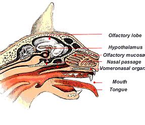 The Flehmen Reaction - Vomeronasal Organ - Jacobson's Organ - Mariama Maine Coons, Ontario, Canada