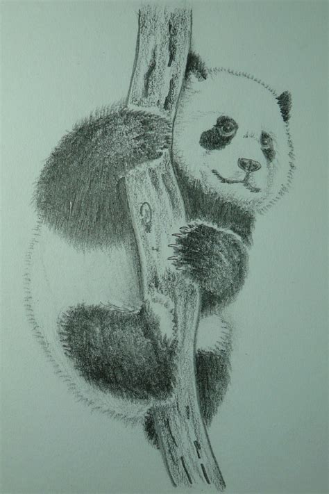 Pencil Panda Drawing Realistic - art-scalawag