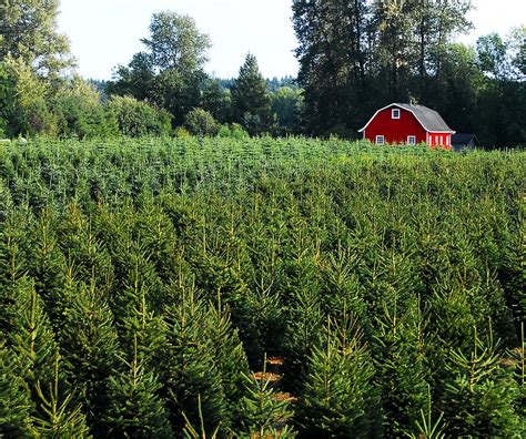 Christmas Tree Farm Photograph by David Lee Thompson - Fine Art America